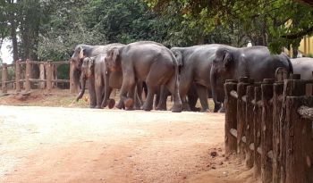 elephant-orphanage-pinnawala-luxury-wheelchair-accessible-holidays-sri-lanka-ceylon-expeditions-travels