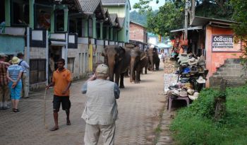 elephant-orphanage-pinnawala-tailor-made-holiday-packages-sri-lanka-ceylon-expeditions