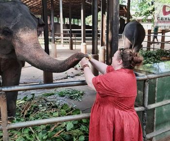 tourist-feeding-at-elephant-orphanage-pinnawala-wheelchair-accessible-tours-ceylon-exoedition