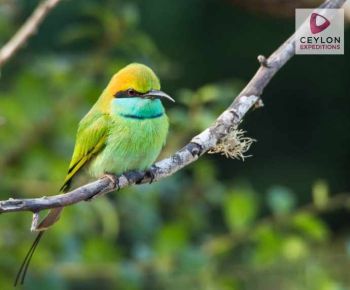 bee-eater-bird-watching-tour-bundala-national-park-ceylon-expeditions
