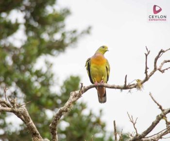 bird-watching-tour-bundala-national-park-ceylon-expeditions