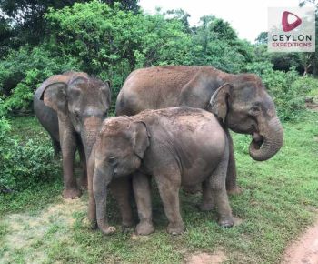sri-lankan-elephant-yala-wildlife-photography-tours-ceylon-expeditions-travels