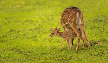spottted-deer-wilpattu-national-park-wildlife-holidays-to-sri-lanka-ceylon-expeditions-travels