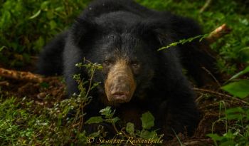 sloth-bear-wildlife-safari-tours-sri-lanka-ceylon-expeditions-travels