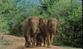 elephant-family-yala-national-park-wildlife-holiday-sri-lanka-ceylon-expeditions